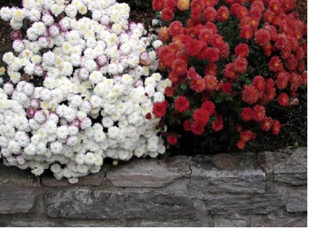 Undated Bow Pioneers Snowmobile Club photo of mums